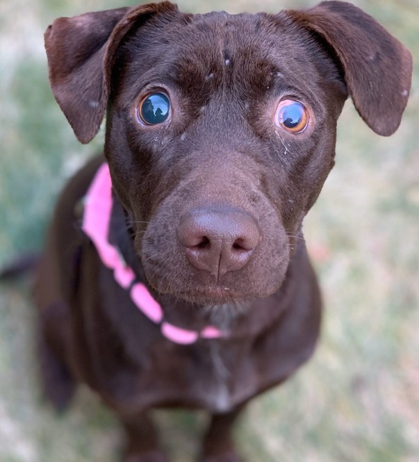brown surprised dog