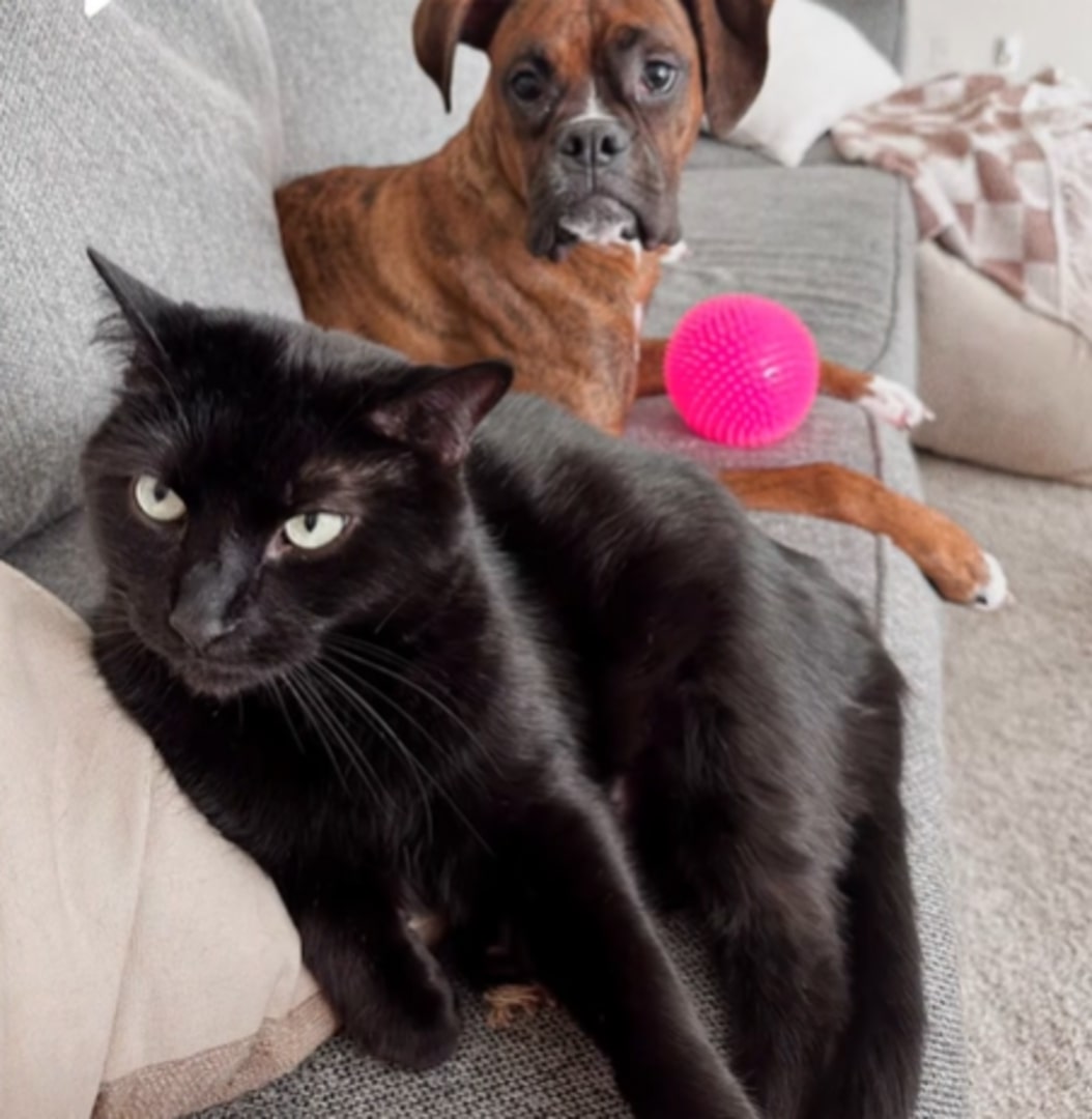 cat and dog in house