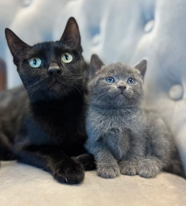 cat and gray kitten