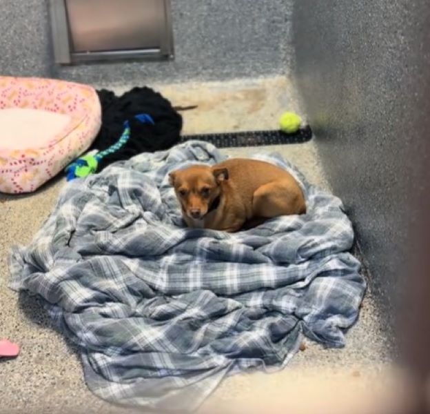 chihuahua laying down