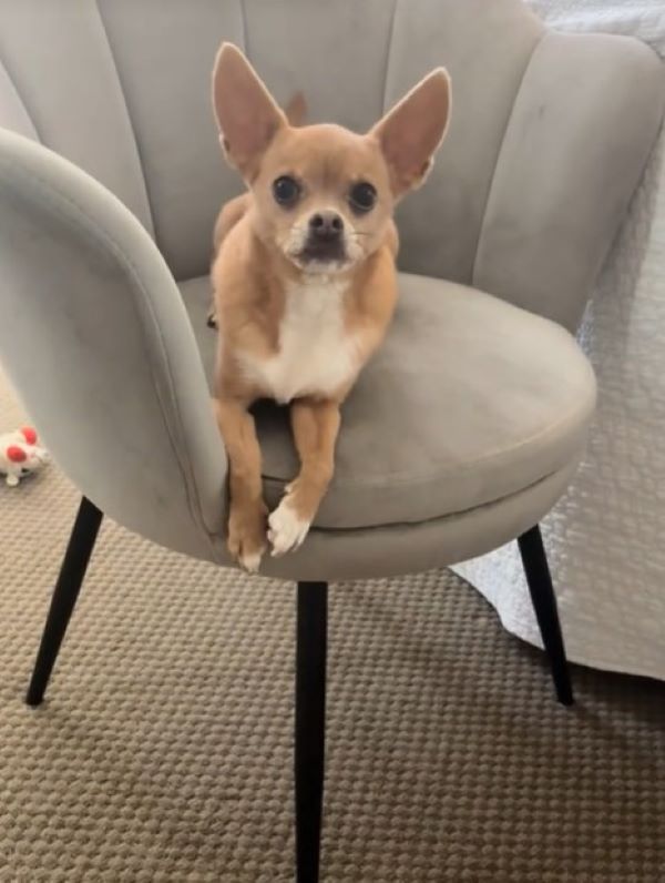 chihuahua on chair