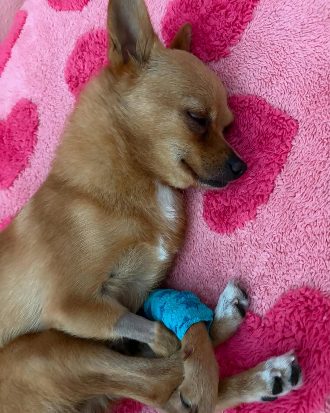 chihuahua sleeping