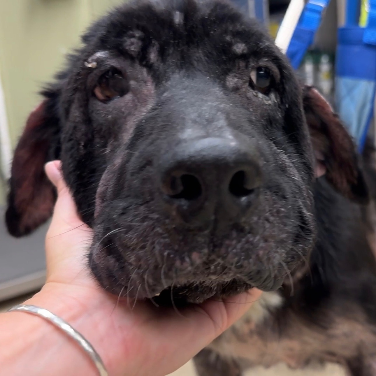 close view of stray dog