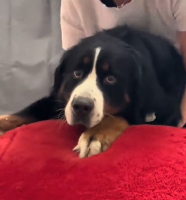confused dog on a red blanket