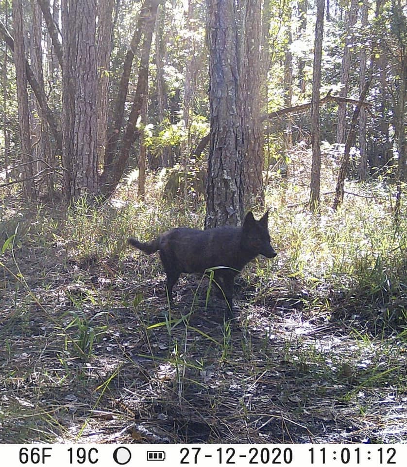 coyote in forest