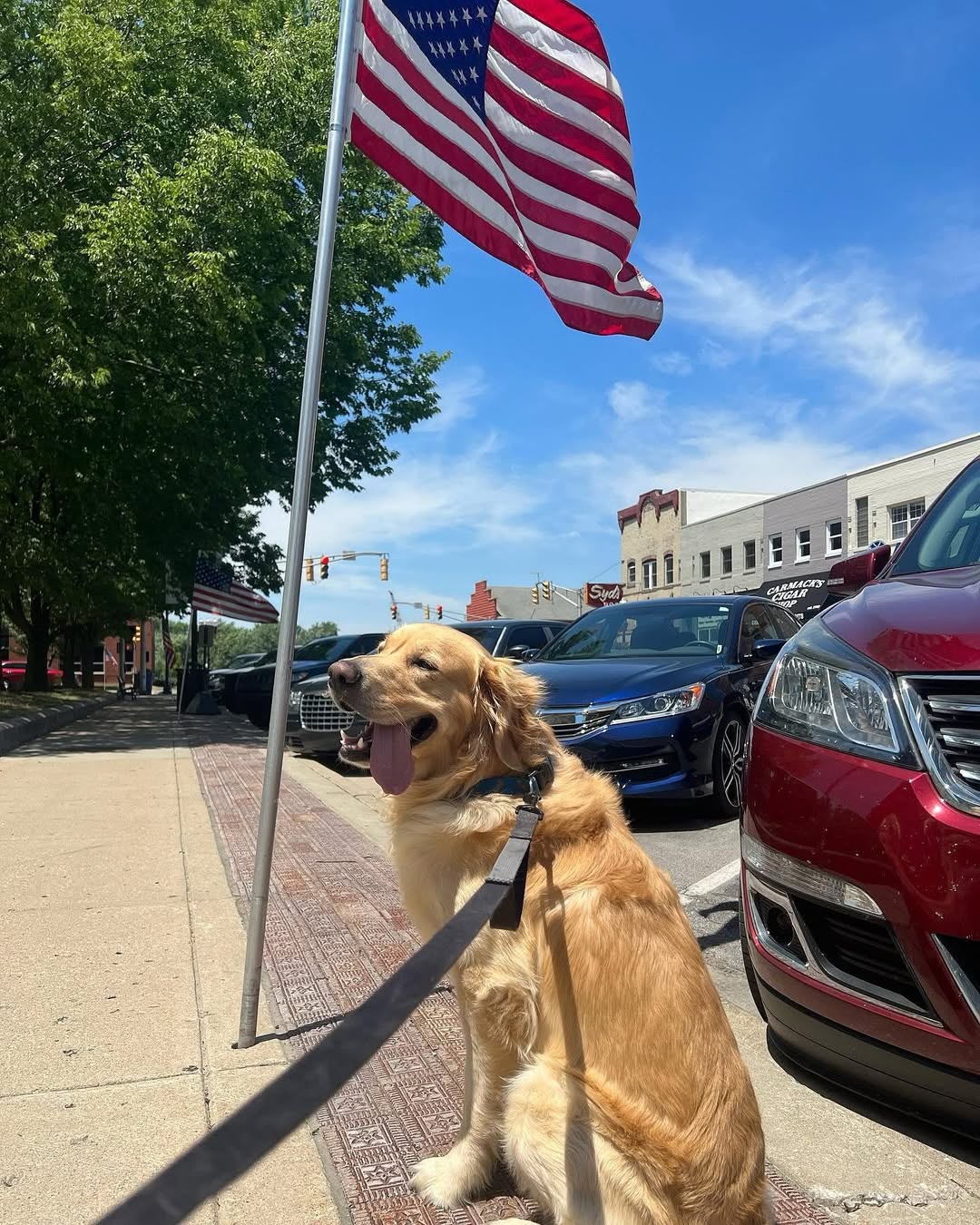 cute Golden Retriever