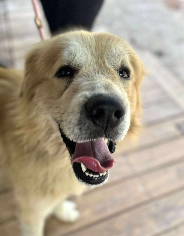 cute Golden Retriever