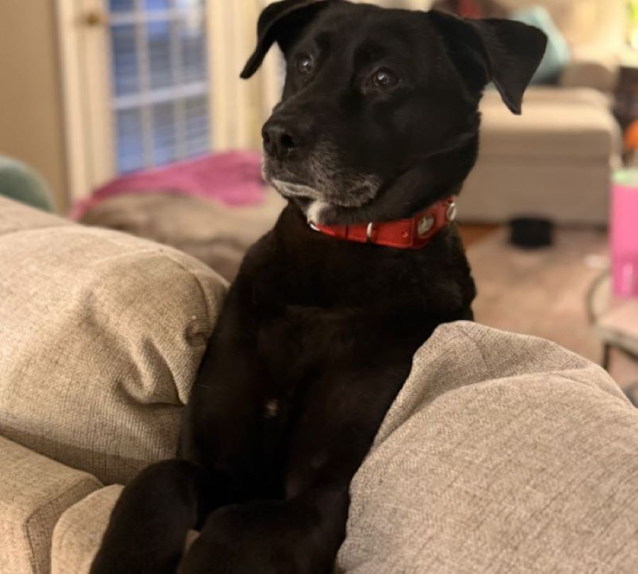 cute black dog in house
