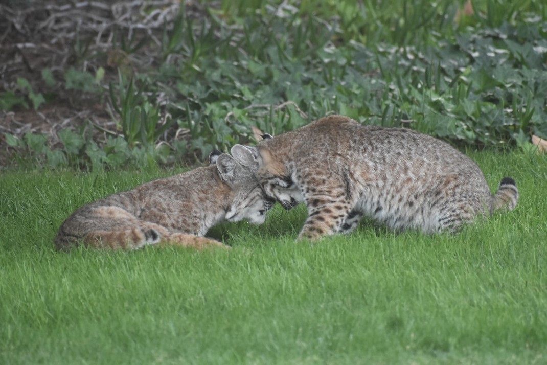 cute bobcats