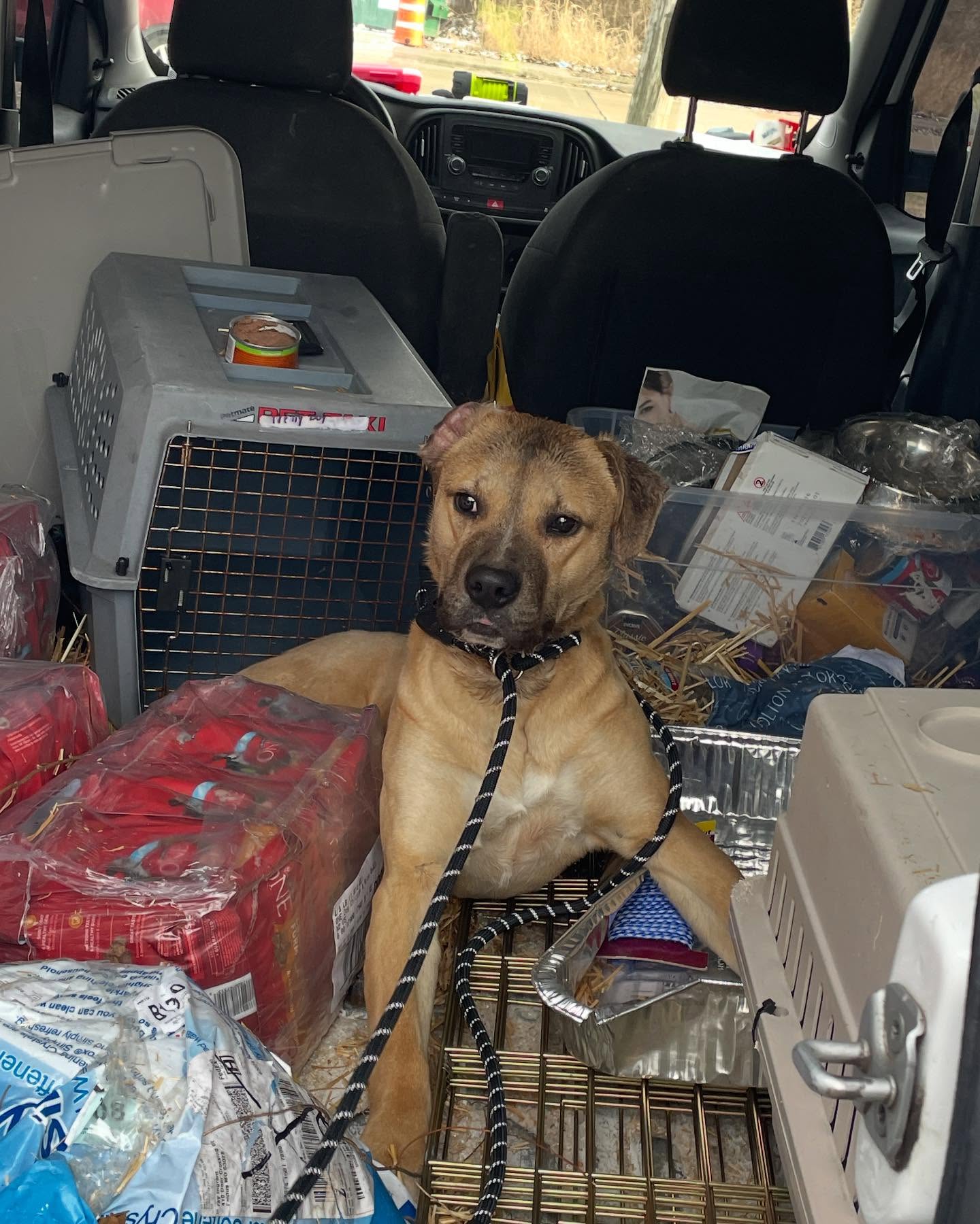 cute brown dog in car