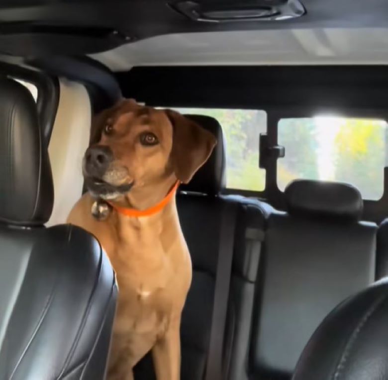 cute brown dog in car