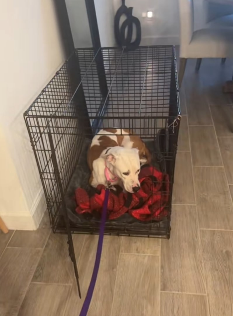 cute dog in crate