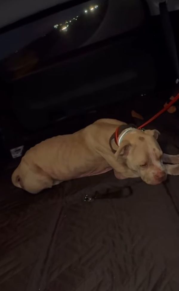 cute dog laying down