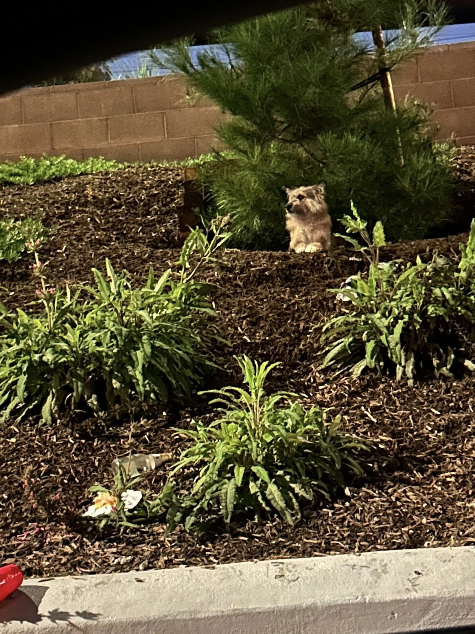 cute dog laying down