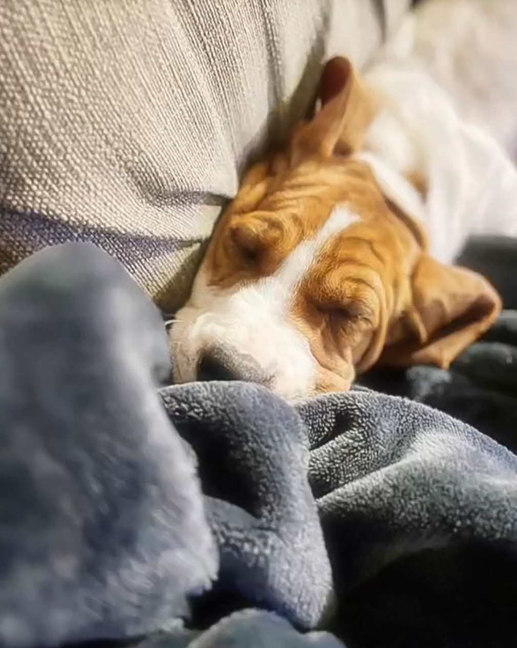 cute dog sleeping