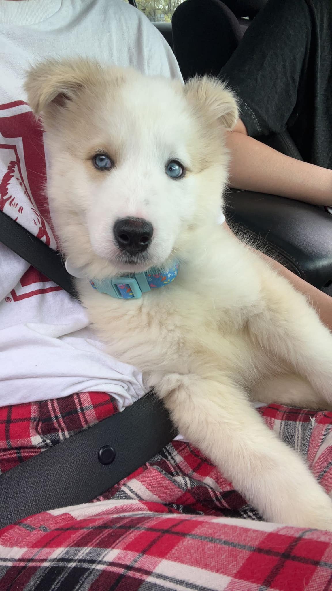 cute dog with blue eyes
