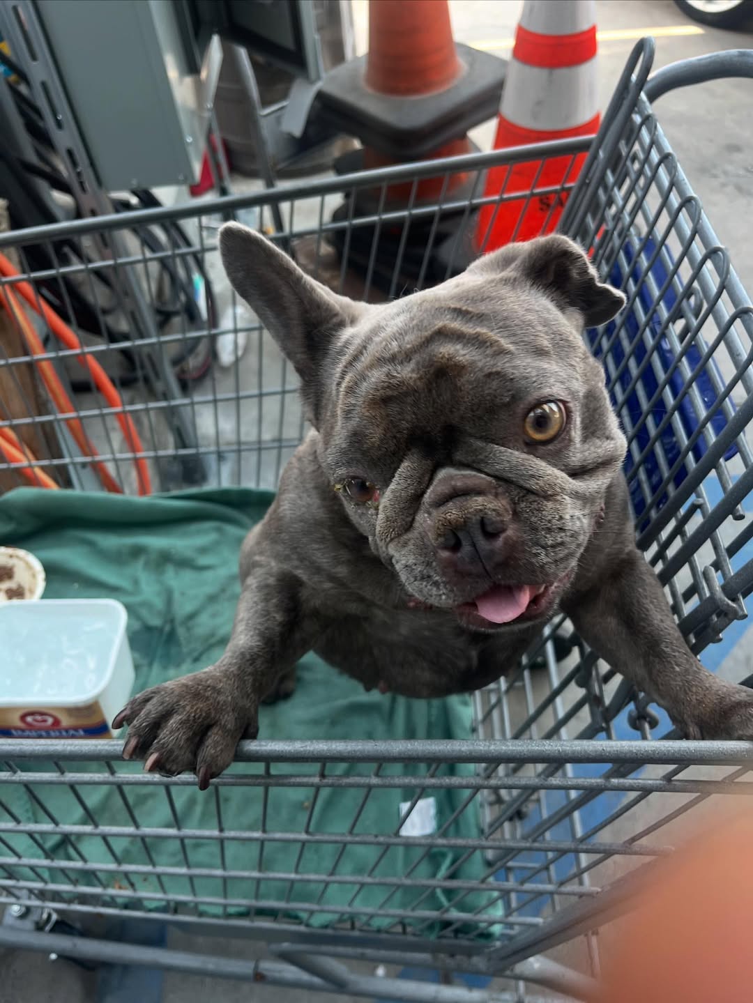 cute gray dog in cart