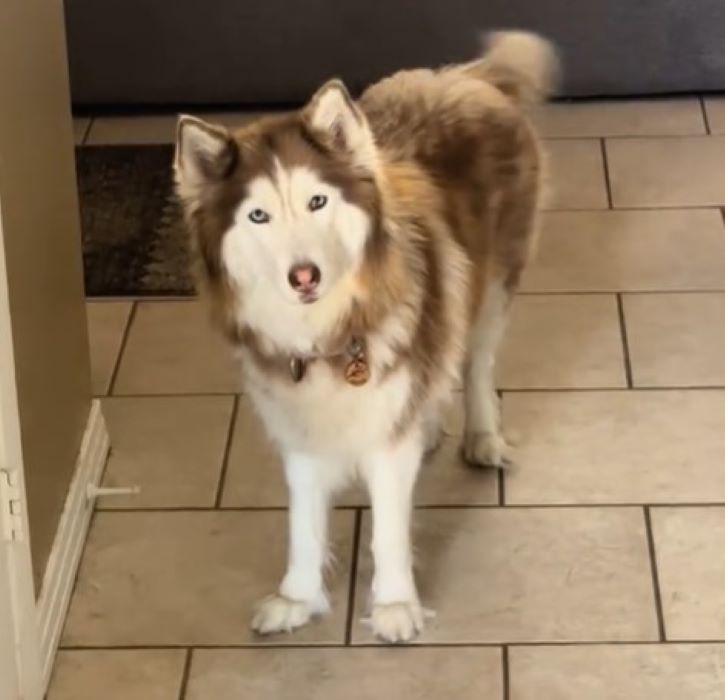 cute husky