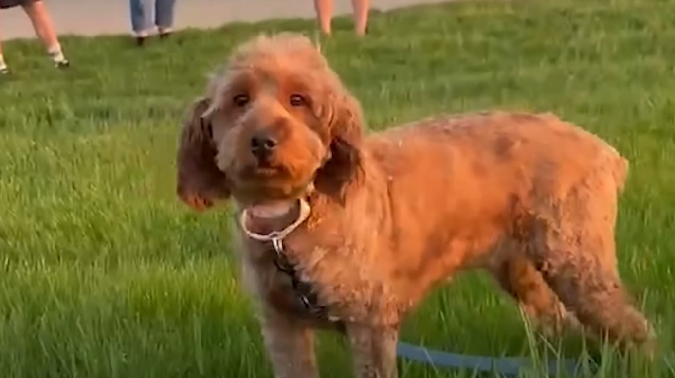 cute poodle standing on the grass