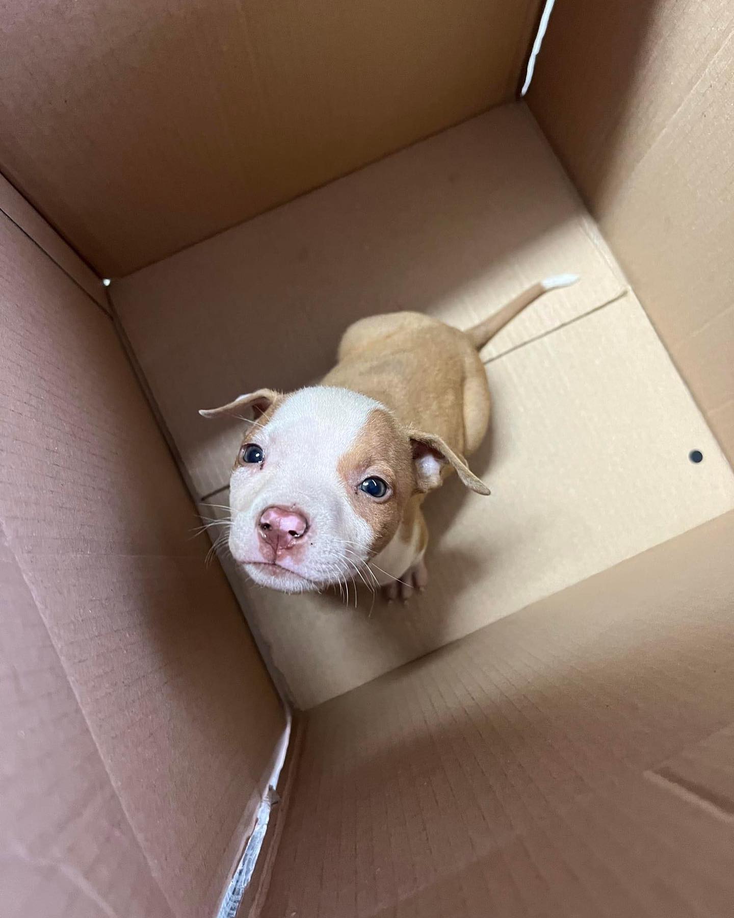 cute puppy in box