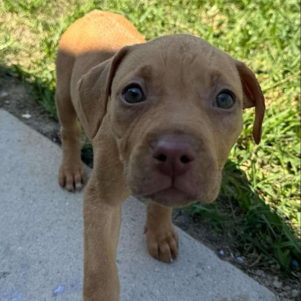 cute tiny brown puppy
