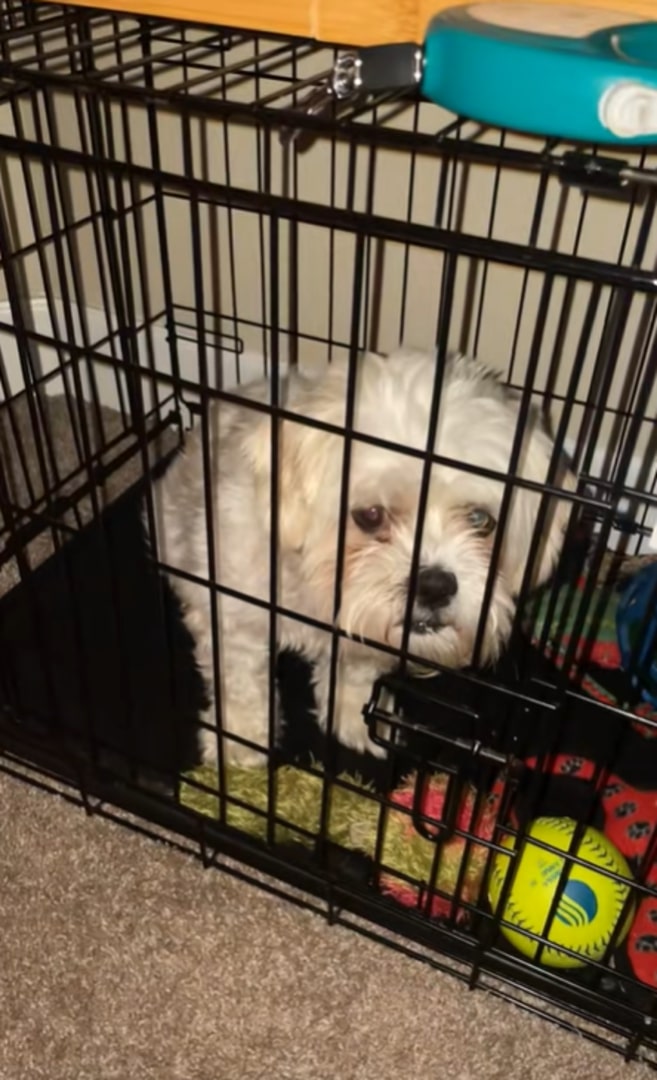 cute white dog in crate