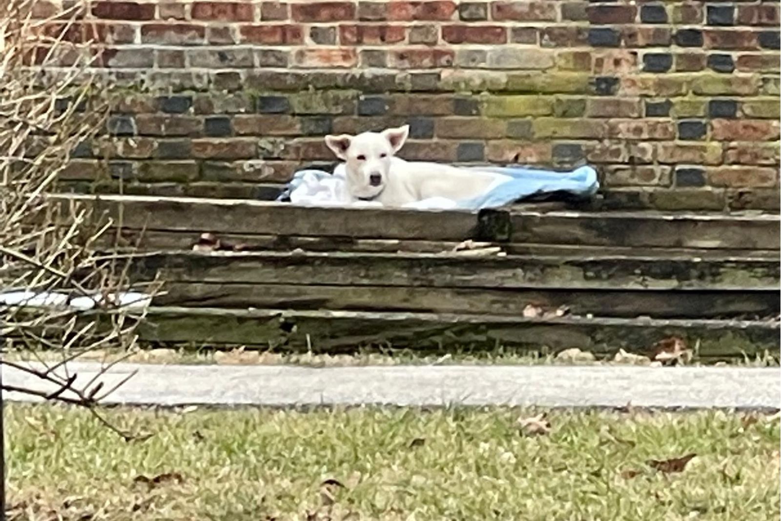 cute white dog laying down