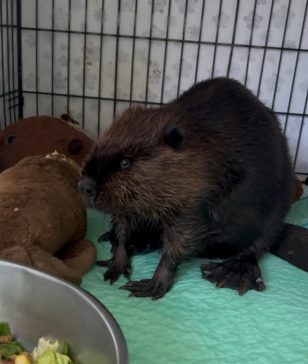 dark brown beaver