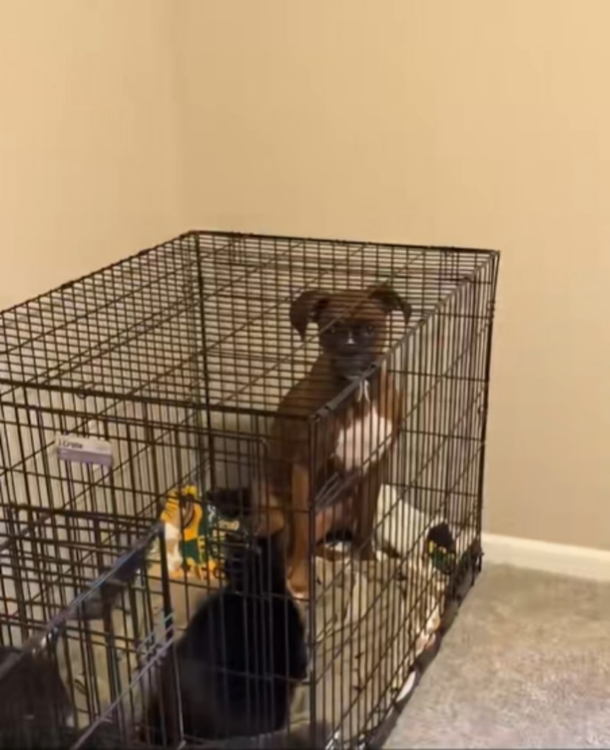 dark brown dog in crate