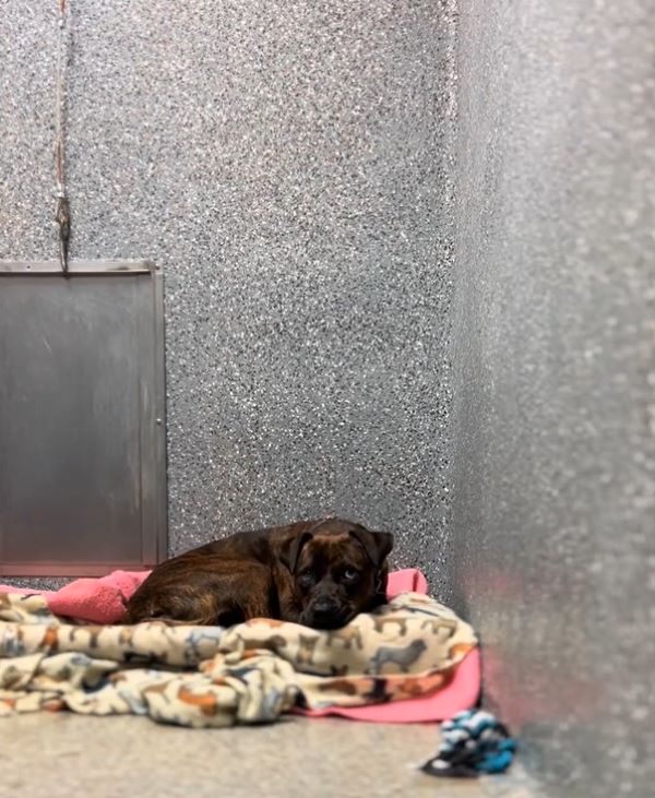 dark brown dog in shelter