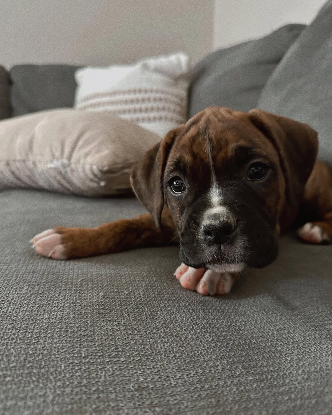 dark brown puppy laying down