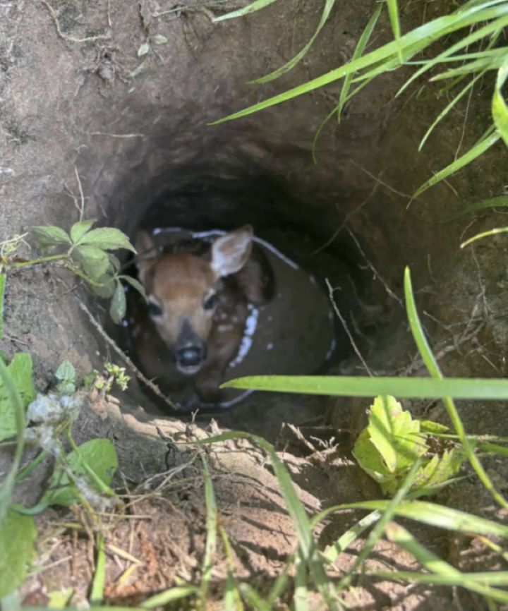 deer in hole