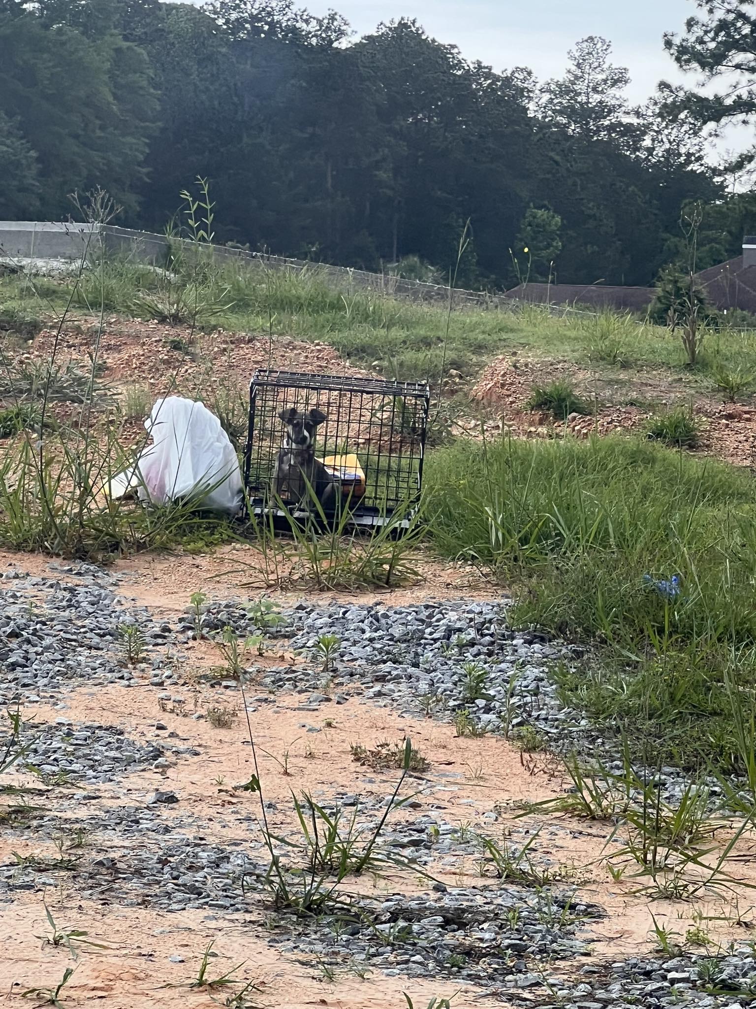dog abandoned in crate