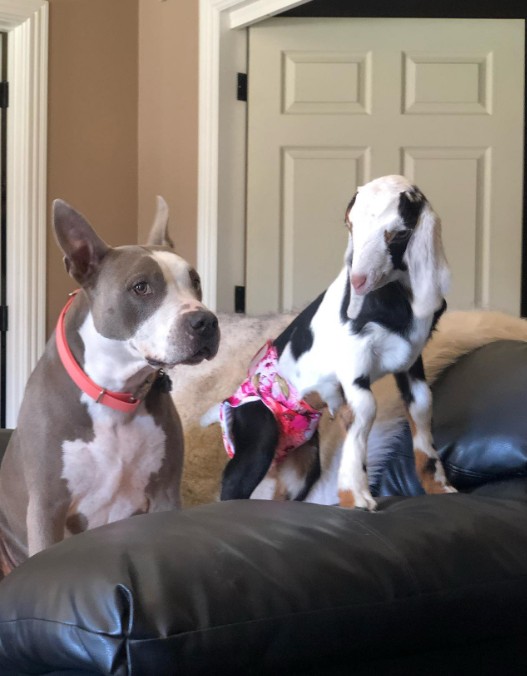 dog and goat on the couch