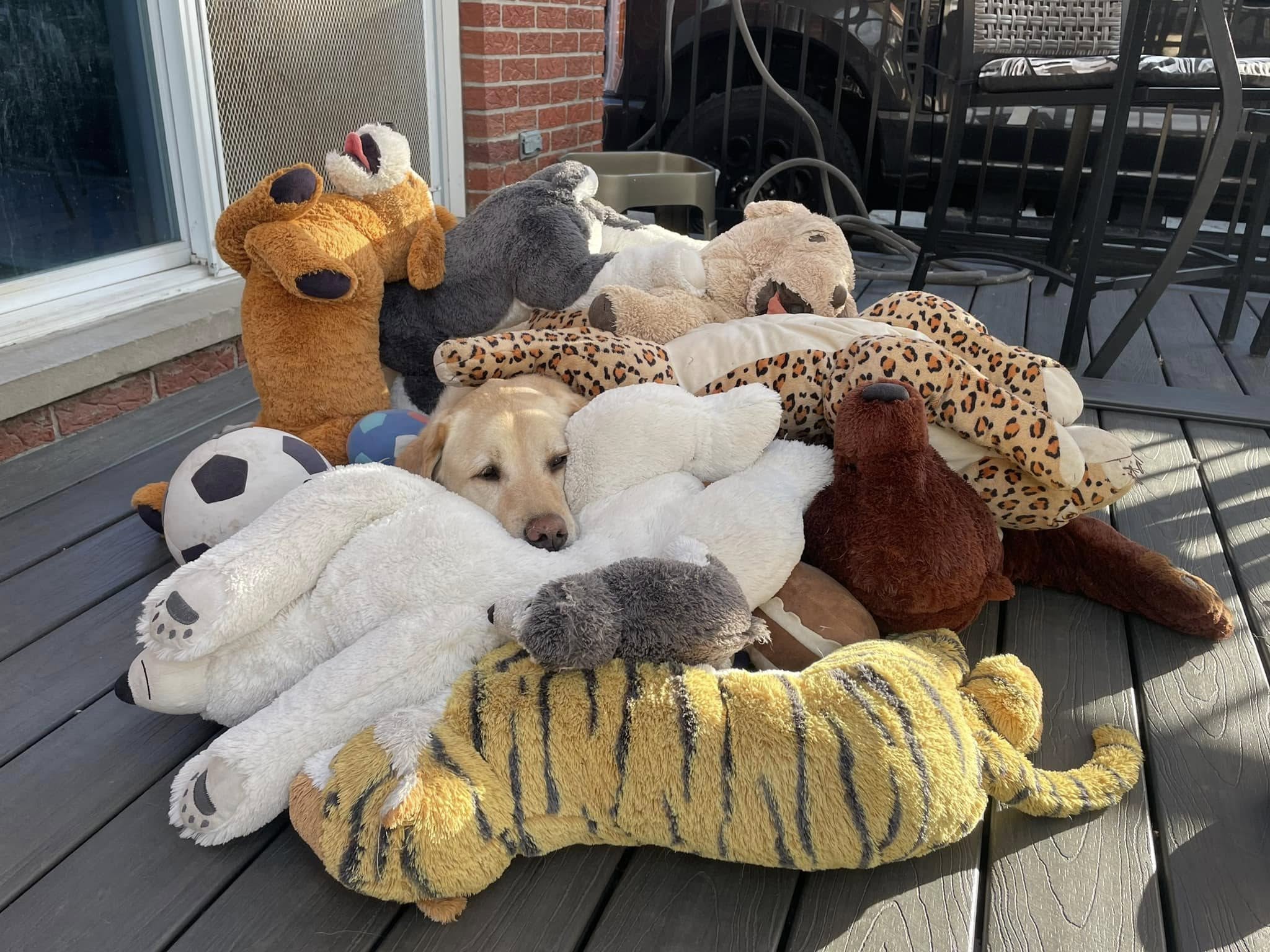 dog and pile of toys