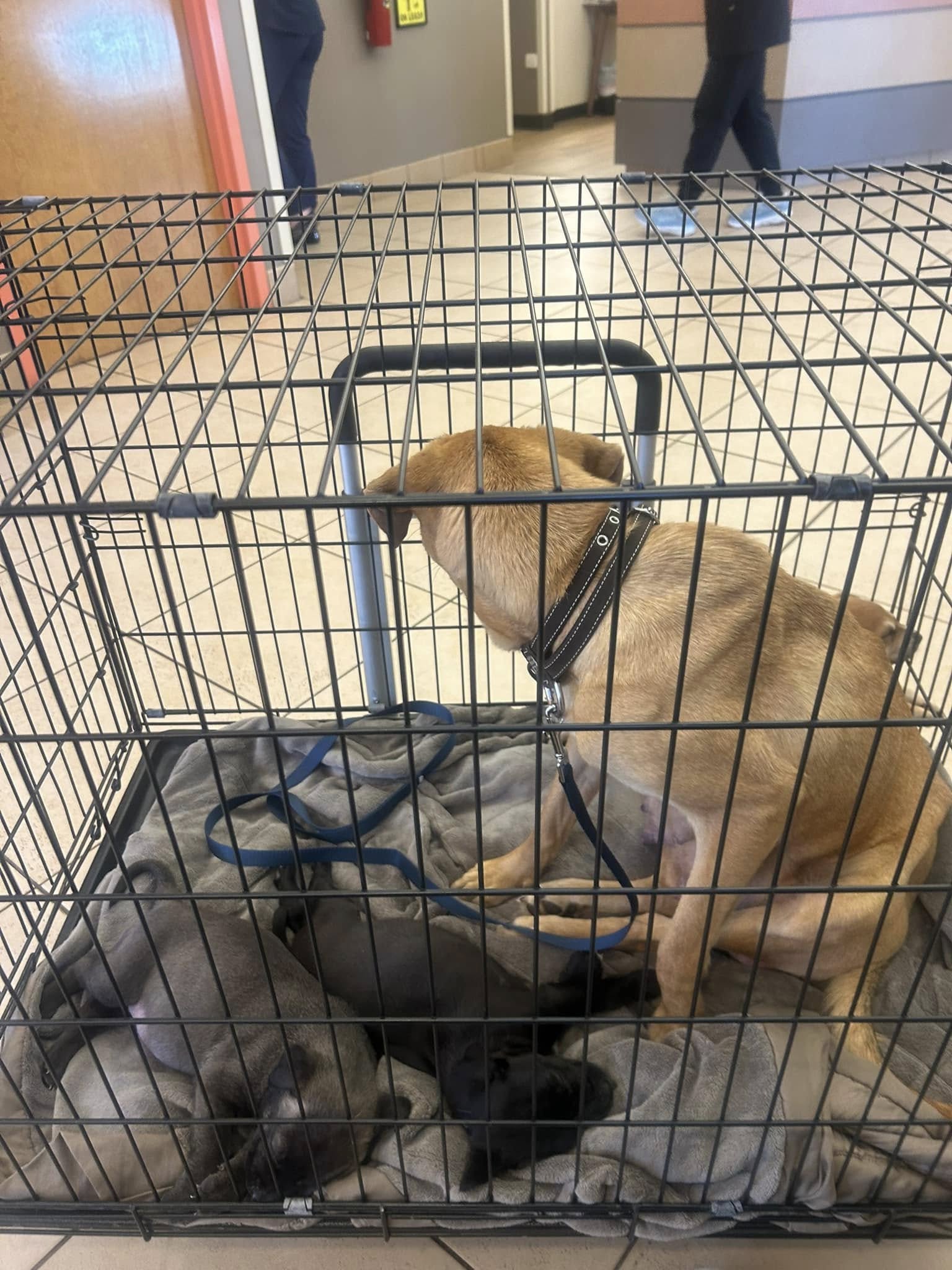 dog and puppies in crate