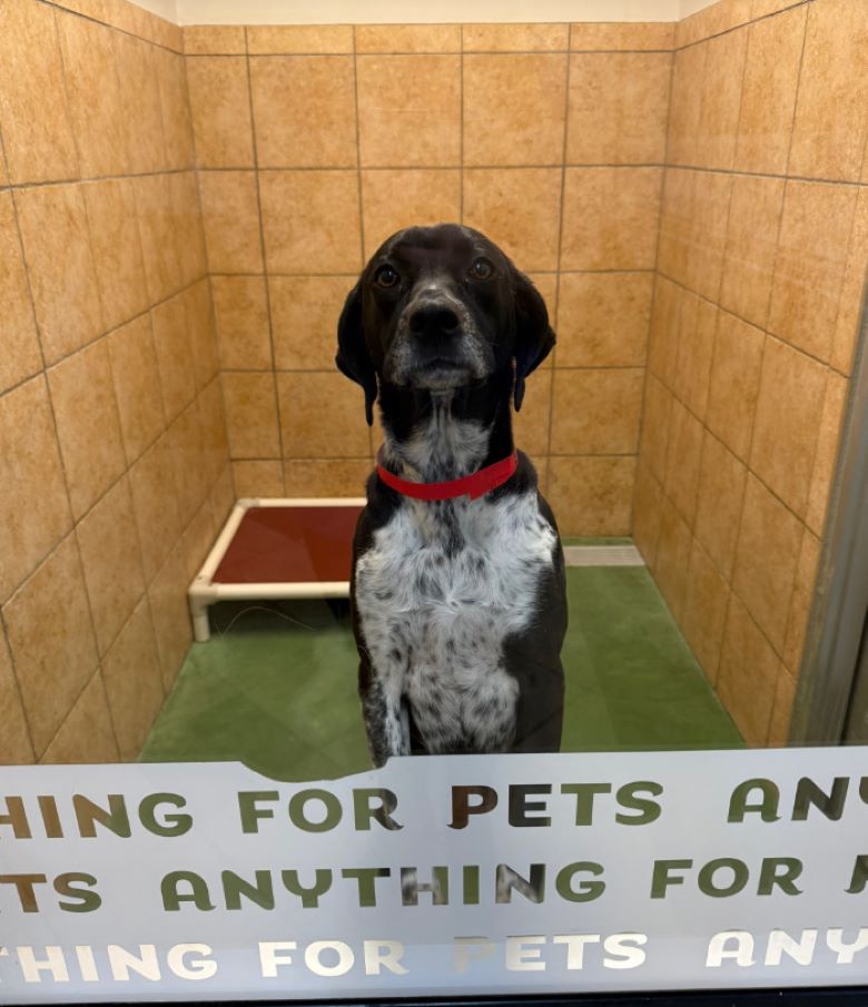 dog at daycare