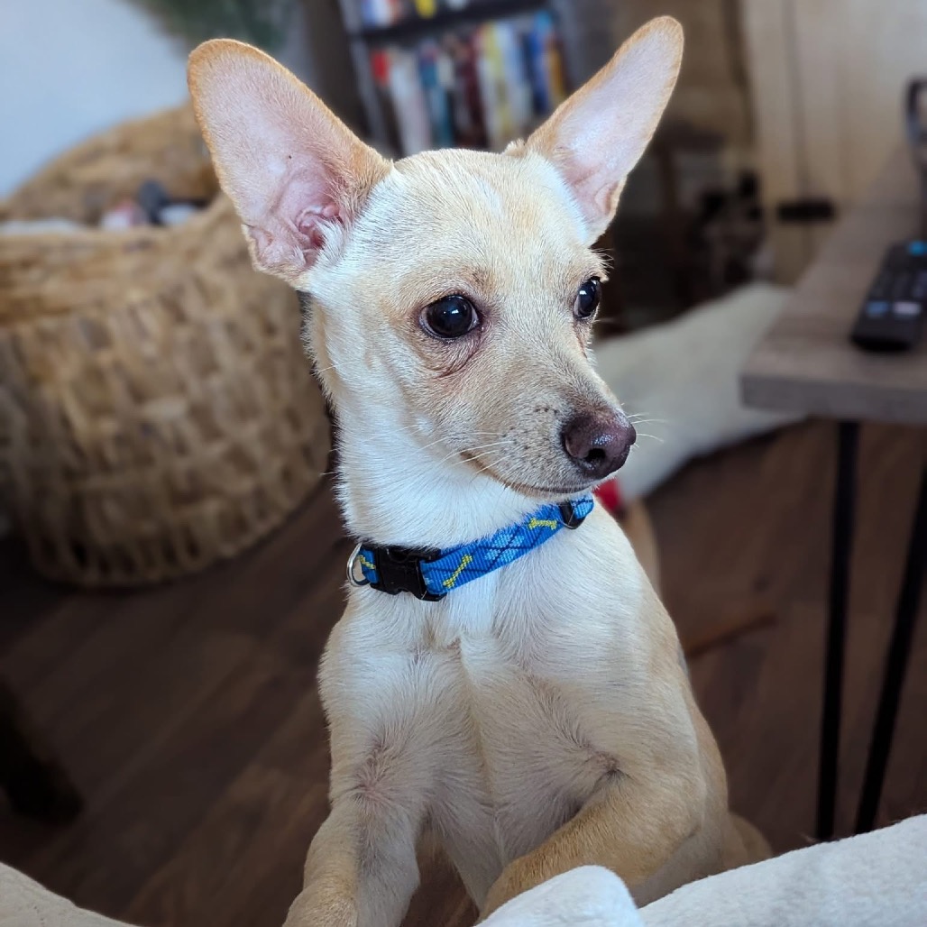 dog climbing in house