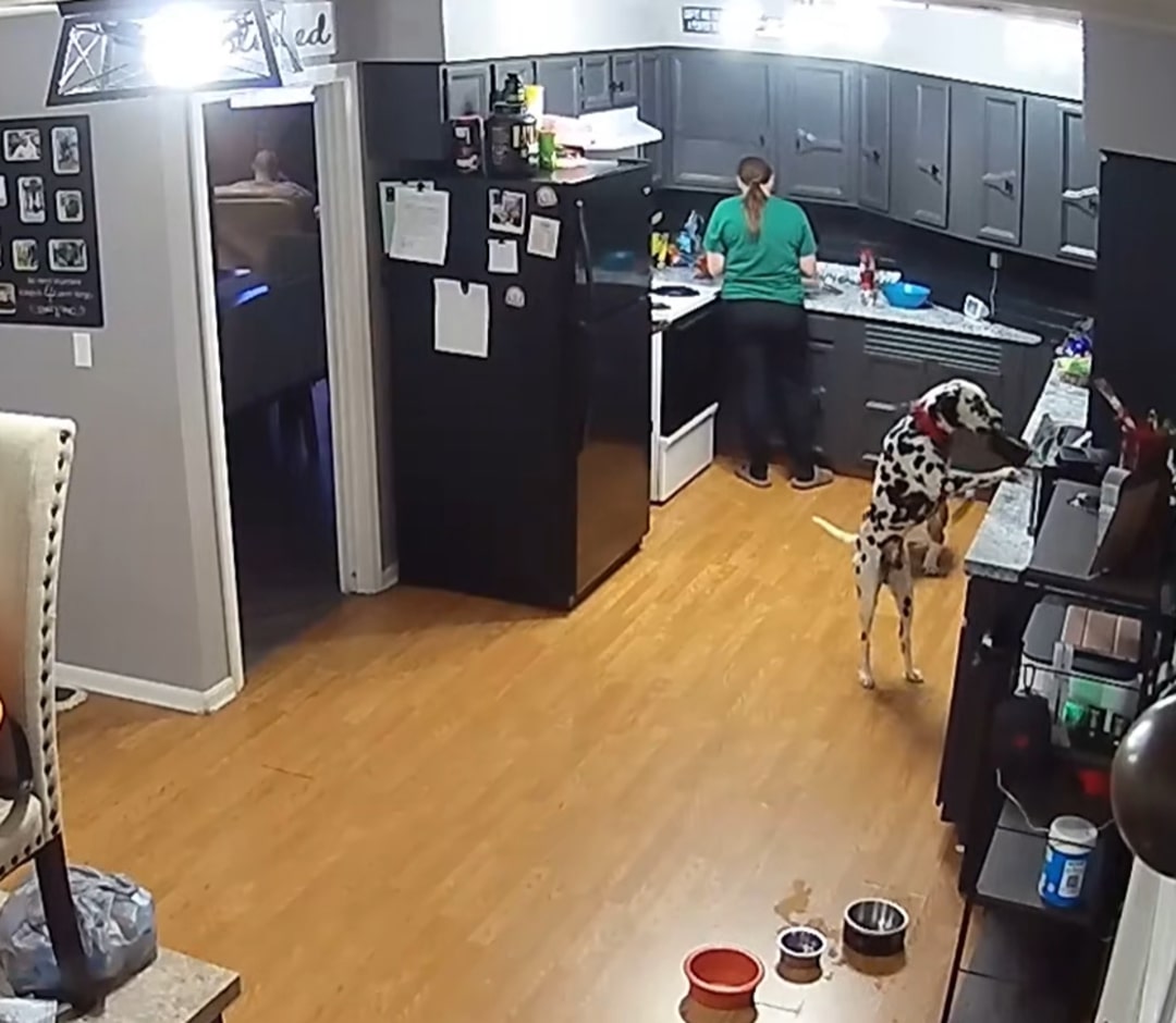 dog climbing in kitchen