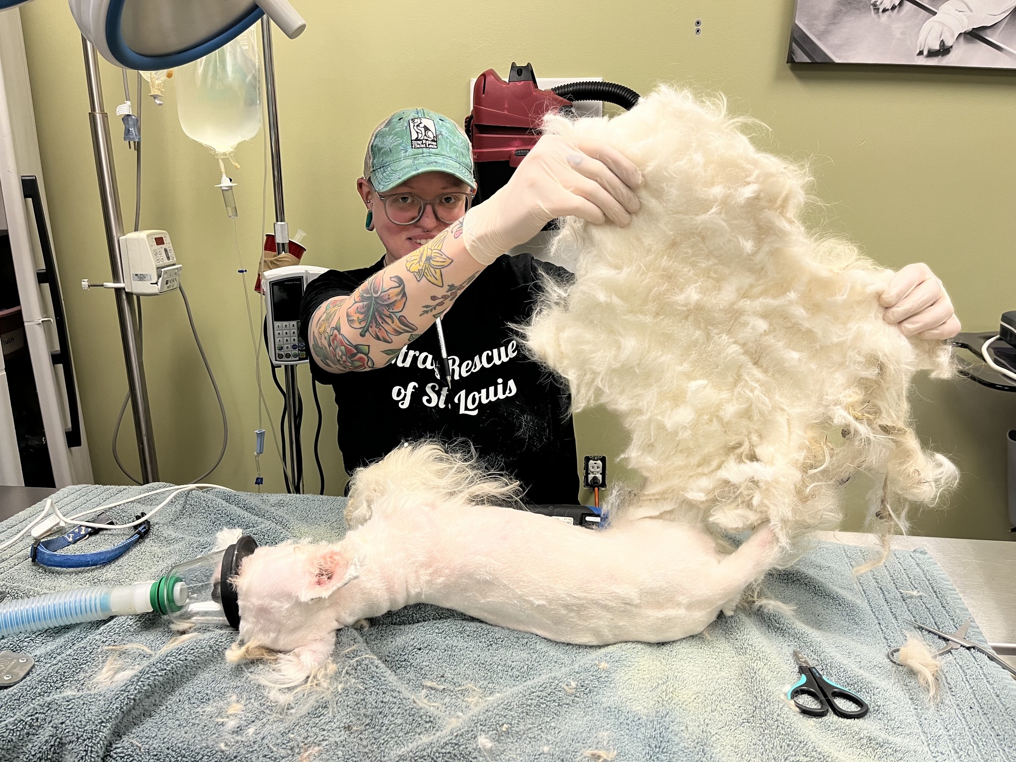 dog haircut on the table