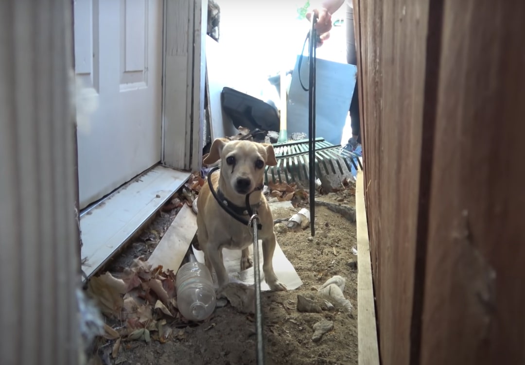 dog in an abandoned hallway
