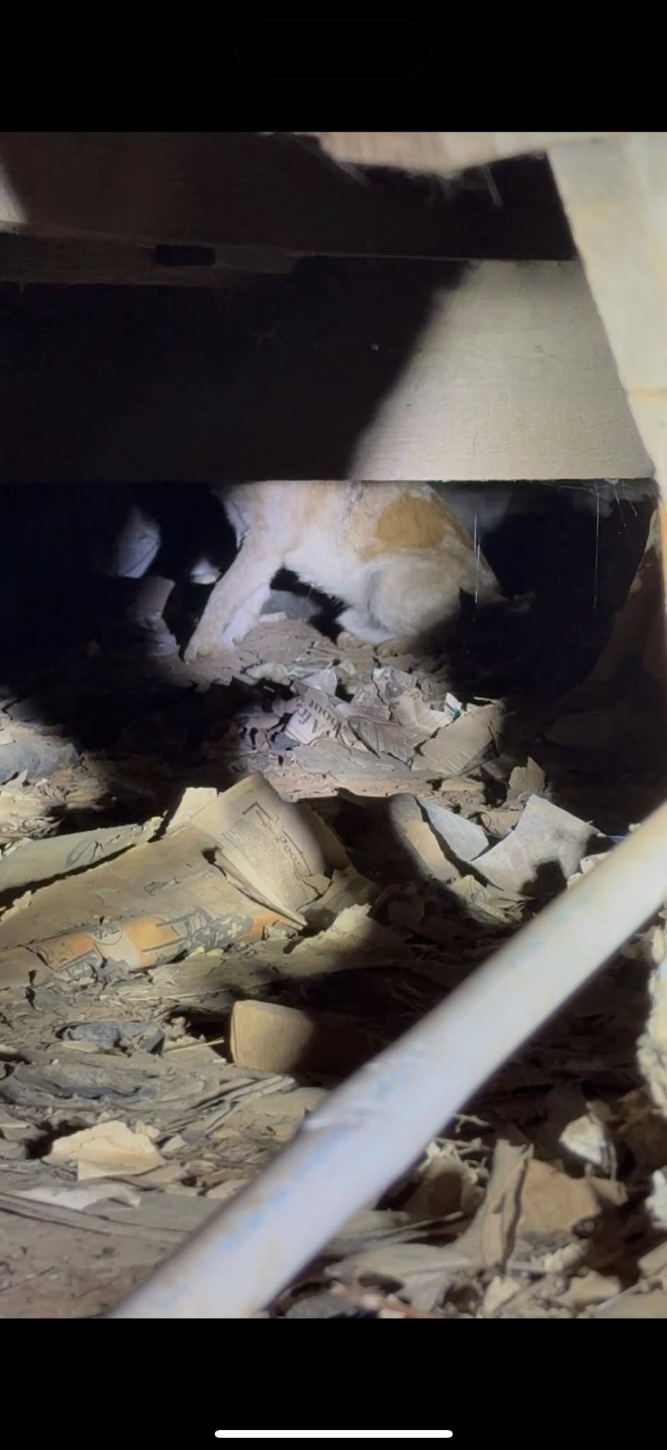 dog in an abandoned space