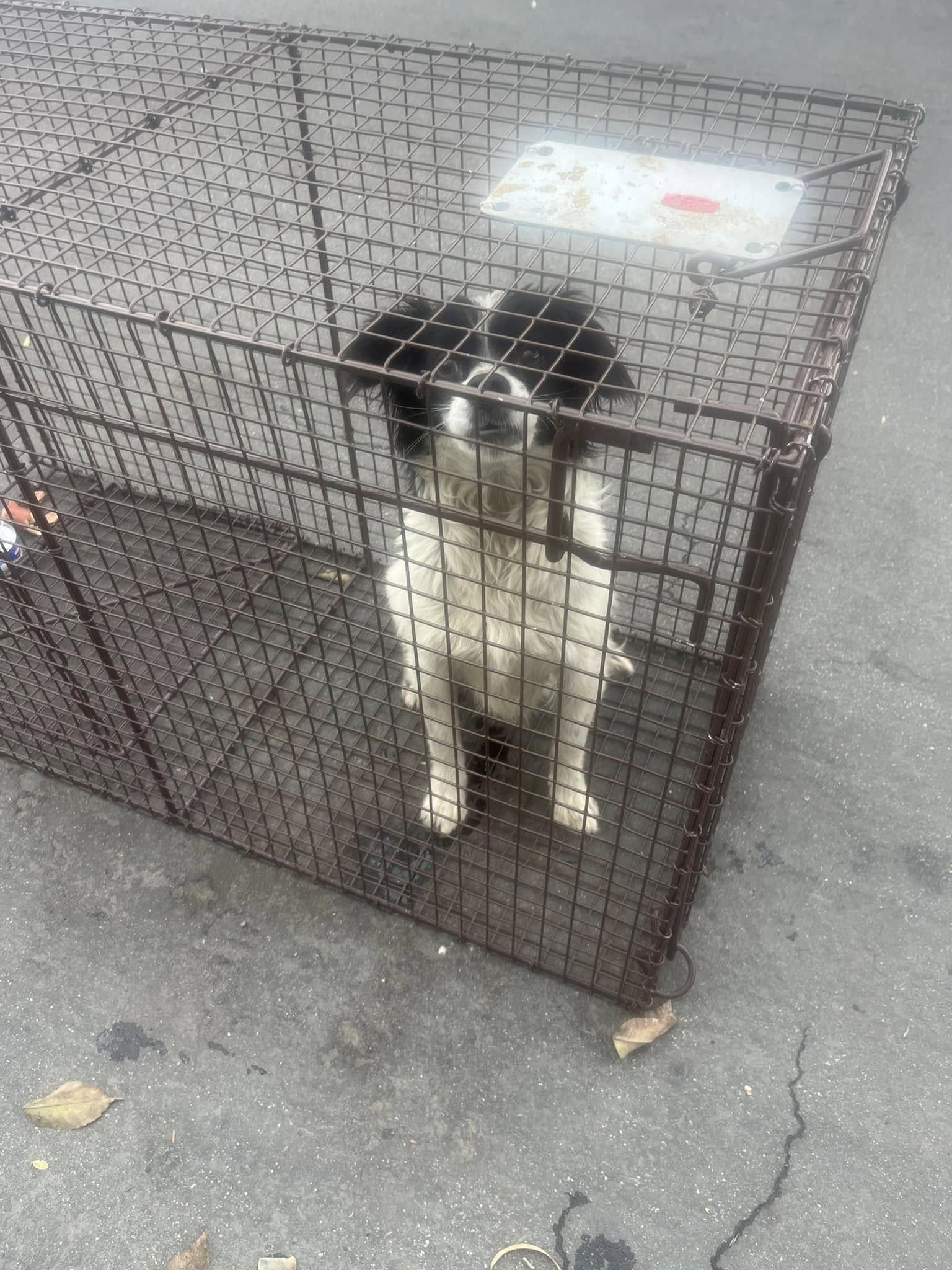 dog in crate