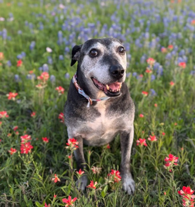 dog in flowers