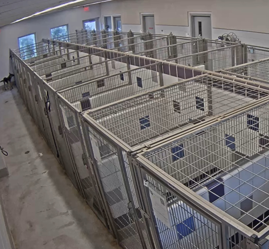 dog in front of kennel