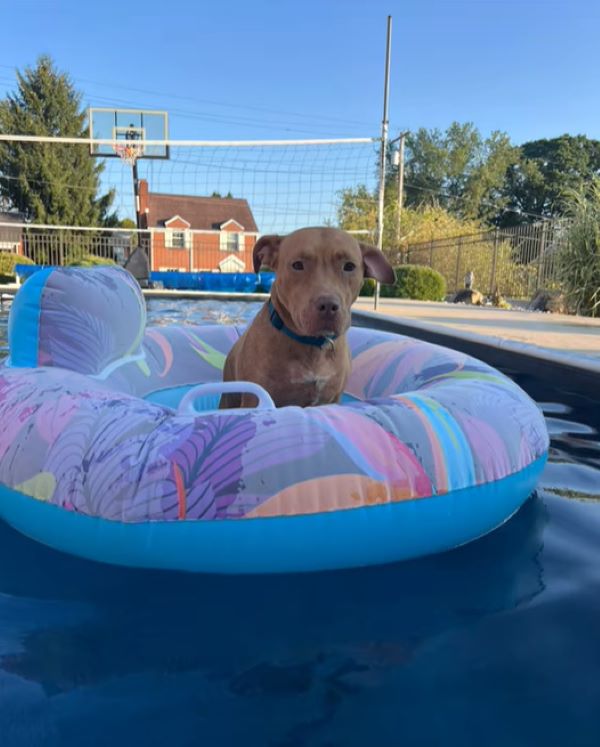 dog in pool