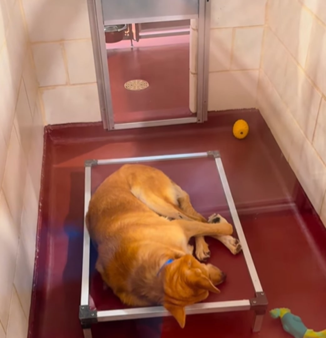 dog in shelter