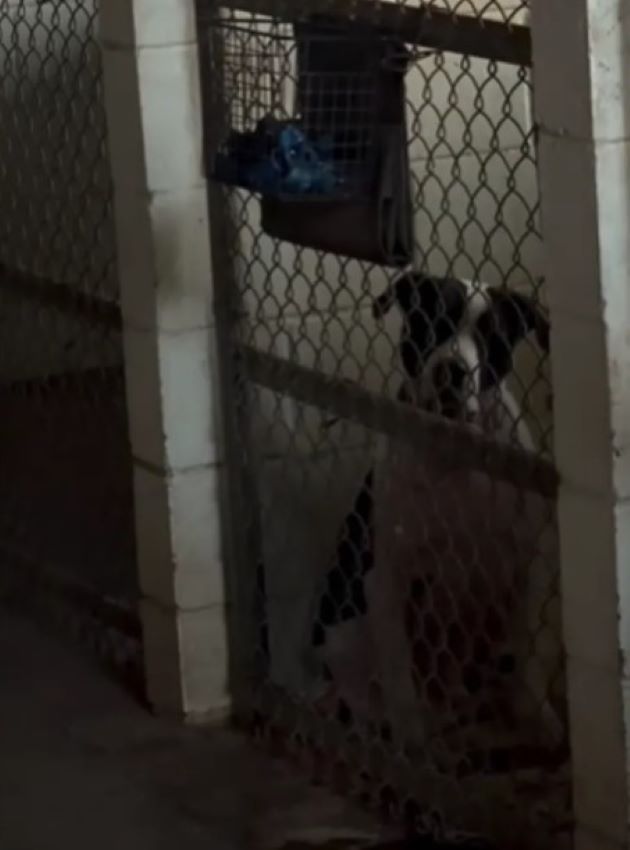 dog in shelter