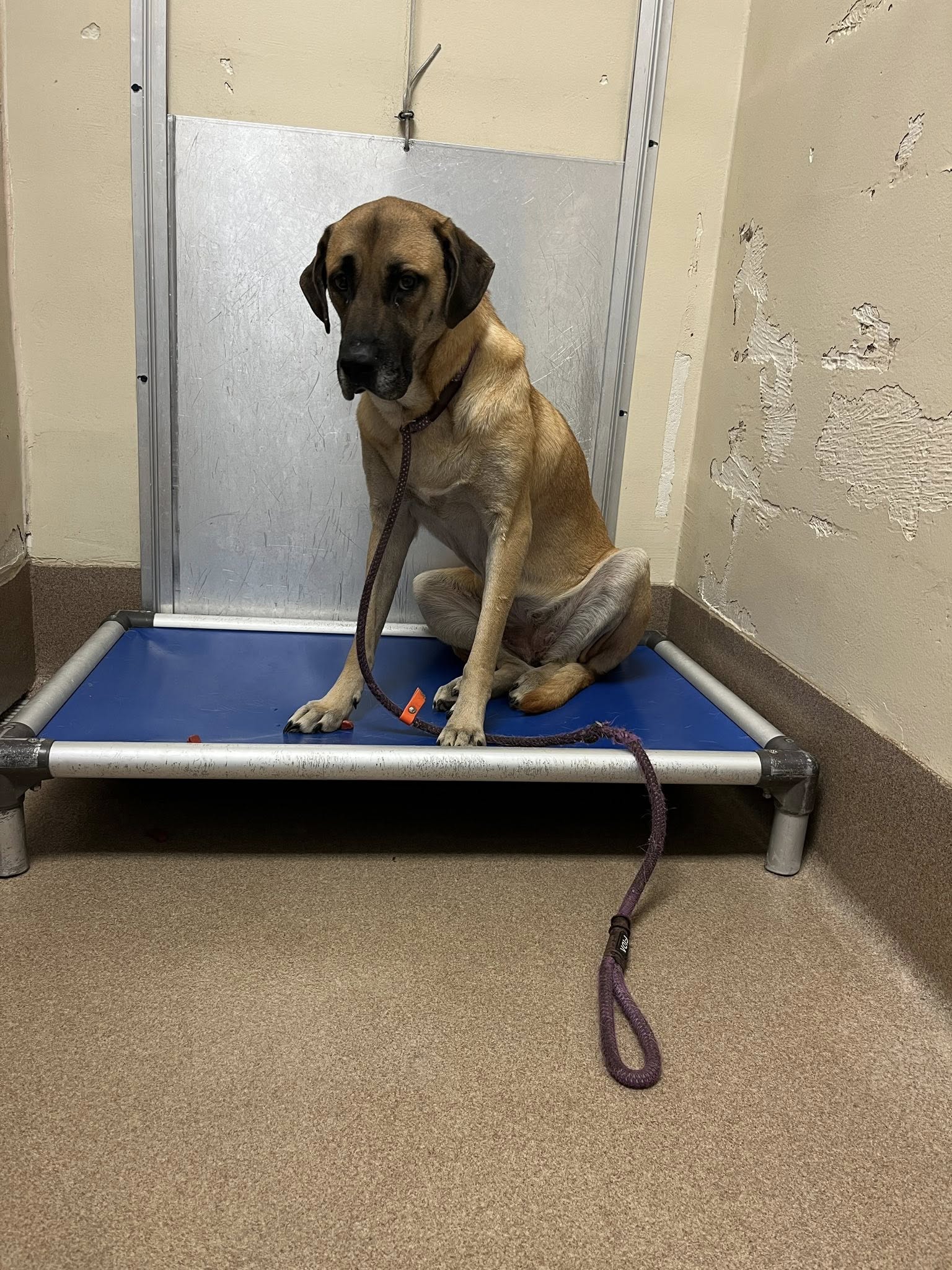 dog in shelter
