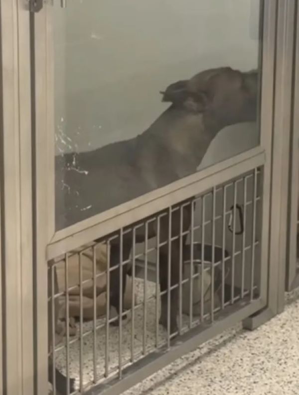dog in the shelter